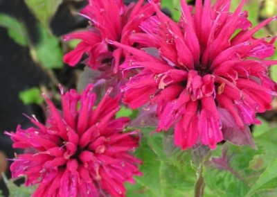 Monarda Fireball