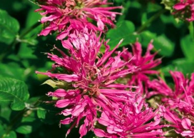 Monarda Grand Marshall