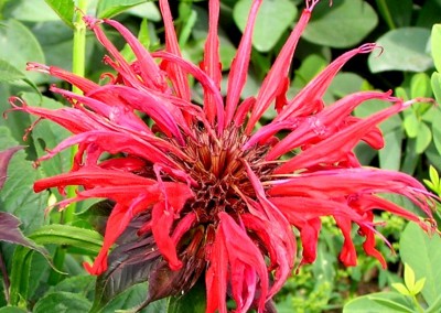 Monarda Jacob Cline