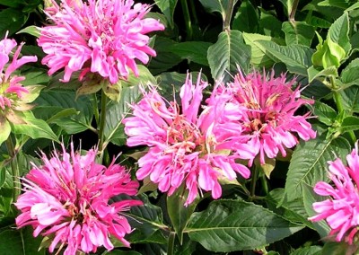 Monarda Marshalls Delight