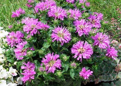 Monarda Petite Delight