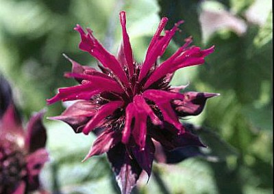 Monarda Raspberry Wine