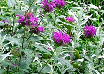 Monarda with Artemisia