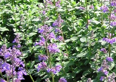 Nepeta Blue Wonder