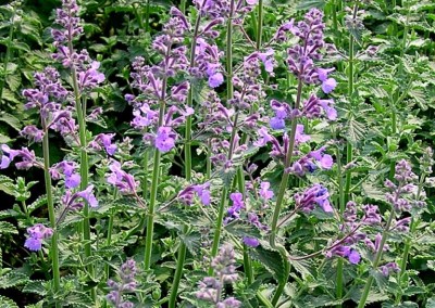 Nepeta Six Hills Giant