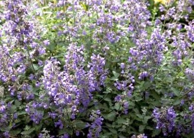 Nepeta Walkers Low