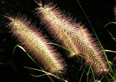 Seed Heads