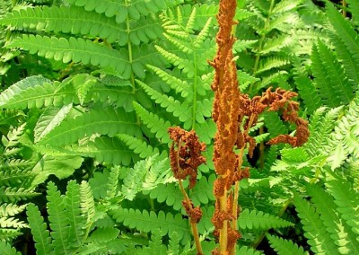 Osmunda cinnamomea