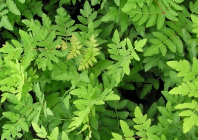 Osmunda regalis