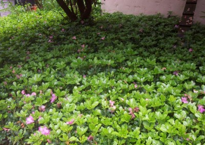 Pachysandra Green Carpet