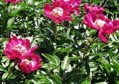 Peony Barrington Belle