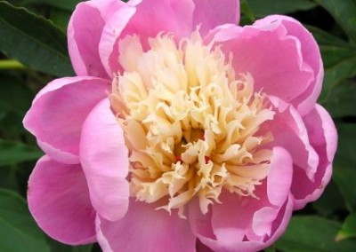 Peony Bowl of Beauty