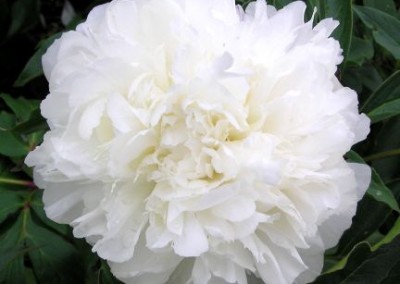 Peony Duchesse de Nemours