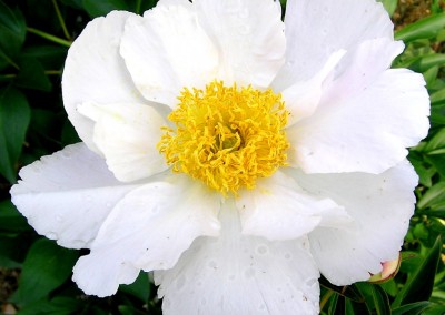 Peony Krinkled White