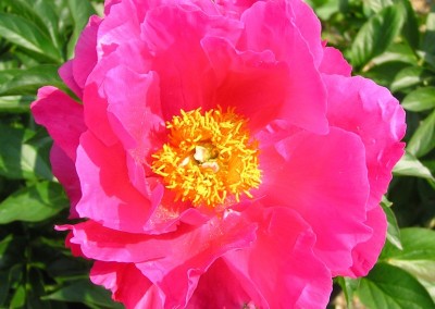 Peony Paula Fay