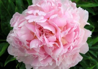 Peony Sarah Bernhardt