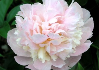 Peony Sorbet