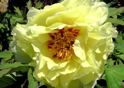 Peony Yellow Tree