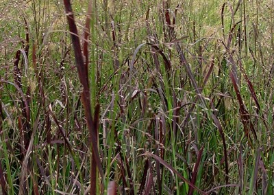 Panicum Prairie Fire