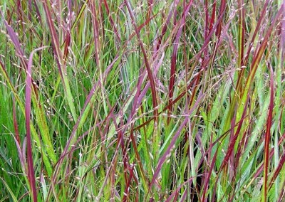 Panicum Shenandoah