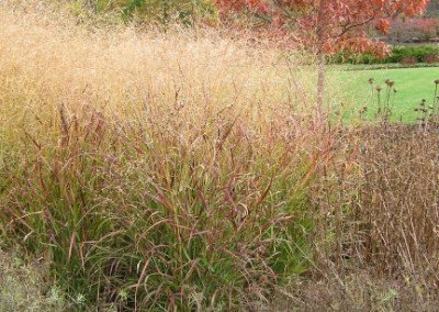 Panicum Shenandoah