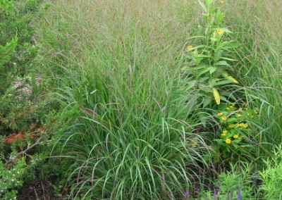 Panicum