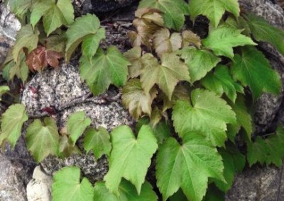 Parthenocissus tricuspidata