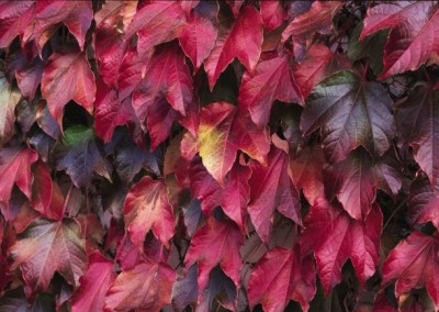 Parthenocissus tricuspidata