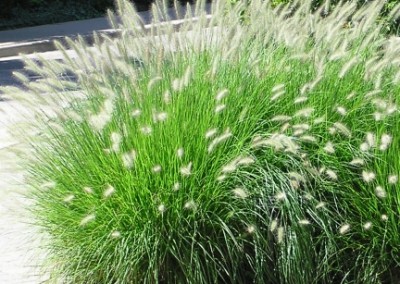 Pennisetum Cassian