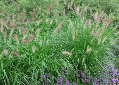 Pennisetum Cassian