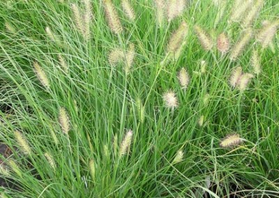 Pennisetum Hameln