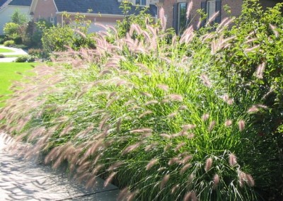 Pennisetum alopecuroides