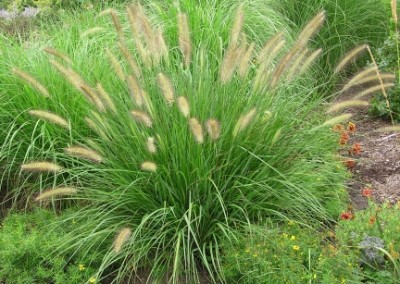 Pennisetum