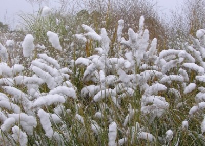 Pennisetum with snow