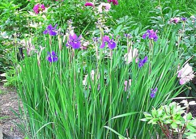 Peony & Siberian Iris