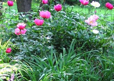 Peonies