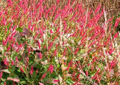 Persicaria Firetail