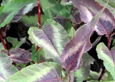 Persicaria Red Dragon