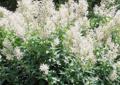 Persicaria polymorpha