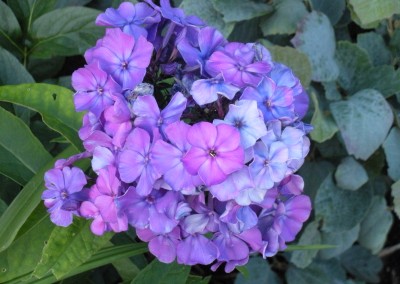 Phlox