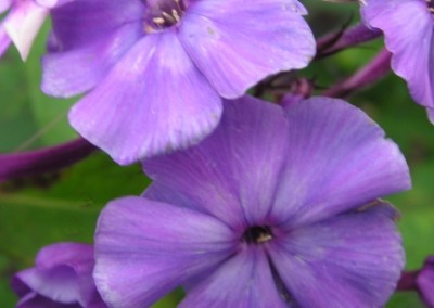 Phlox Blue Paradise