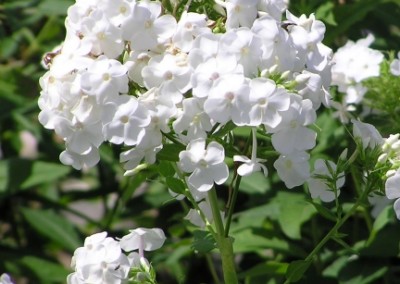 Phlox David