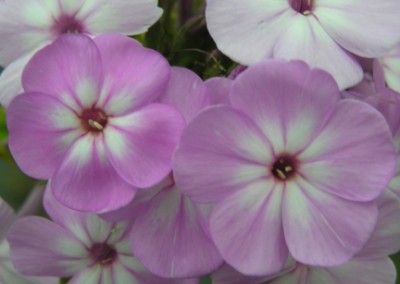 Phlox David's Lavender