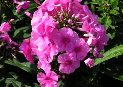 Phlox Eva Cullum