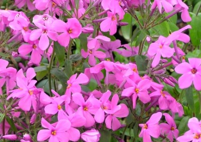 Phlox Home Fires