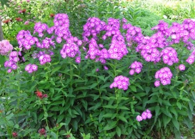 Phlox Laura