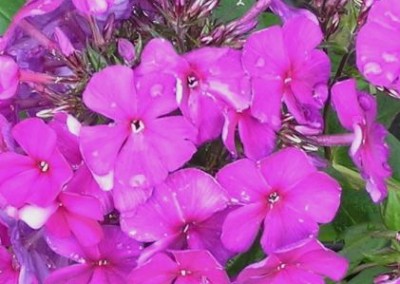 Phlox Nicky