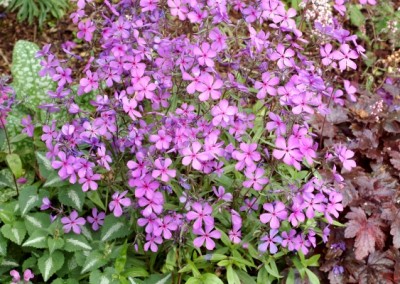 Phlox Plum Perfect