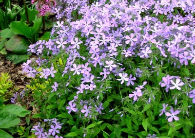 Phlox London Grove