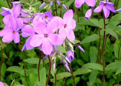 Phlox divaricata Sherwood